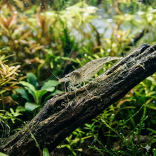 Amano Shrimp