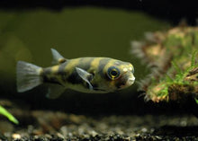 Amazon Puffer - Planted Aquaria