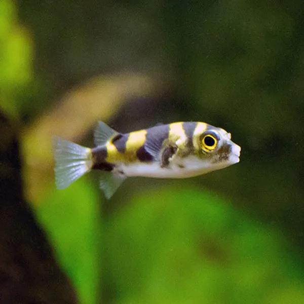 Amazon Puffer - Planted Aquaria