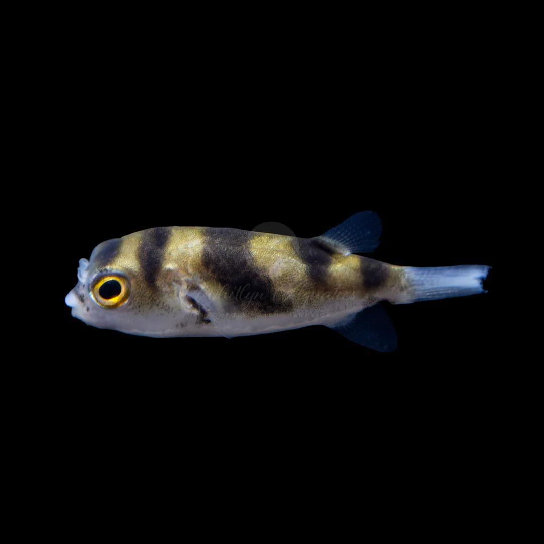 Amazon Puffer - Planted Aquaria