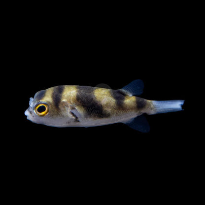 Amazon Puffer - Planted Aquaria