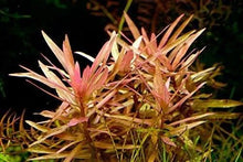 Ammania Gracilis - Potted - Planted Aquaria