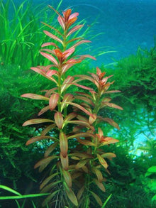 Ammannia sulawesi (Rotala sp. Sunset) - Potted - Planted Aquaria