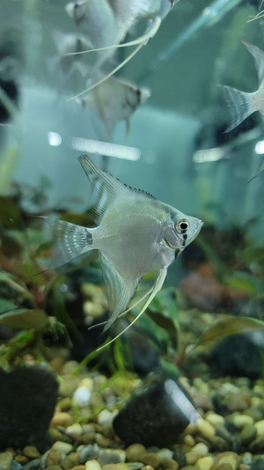 Angel Fish - Blue Pinoy (1.5" - 2") - Planted Aquaria