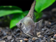 Angel Fish - Blue Smoke - Planted Aquaria