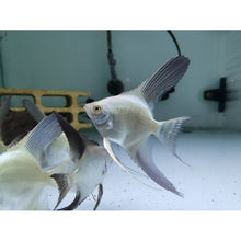 Angel Fish - Bulgarian Seal Point - Planted Aquaria