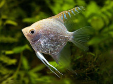 Angel Fish - Diamond Gold - Planted Aquaria
