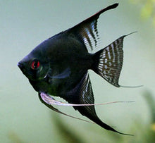 Angel Fish - Double Black - Planted Aquaria