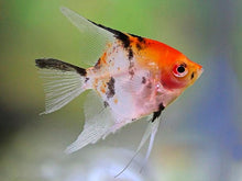 Angel Fish - Koi - Planted Aquaria