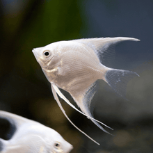 Angel Fish - Platinum 1.5" - Planted Aquaria