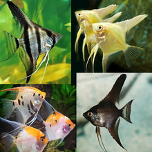 Angel Fish - Small Assorted 2 - 3" - Planted Aquaria