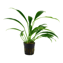 Anubias barteri angustifolia - Potted - Planted Aquaria