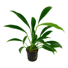 Anubias barteri angustifolia - Potted - Planted Aquaria