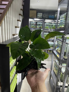 Anubias barteri 'Broad Leaf' on Driftwood (M) - Planted Aquaria