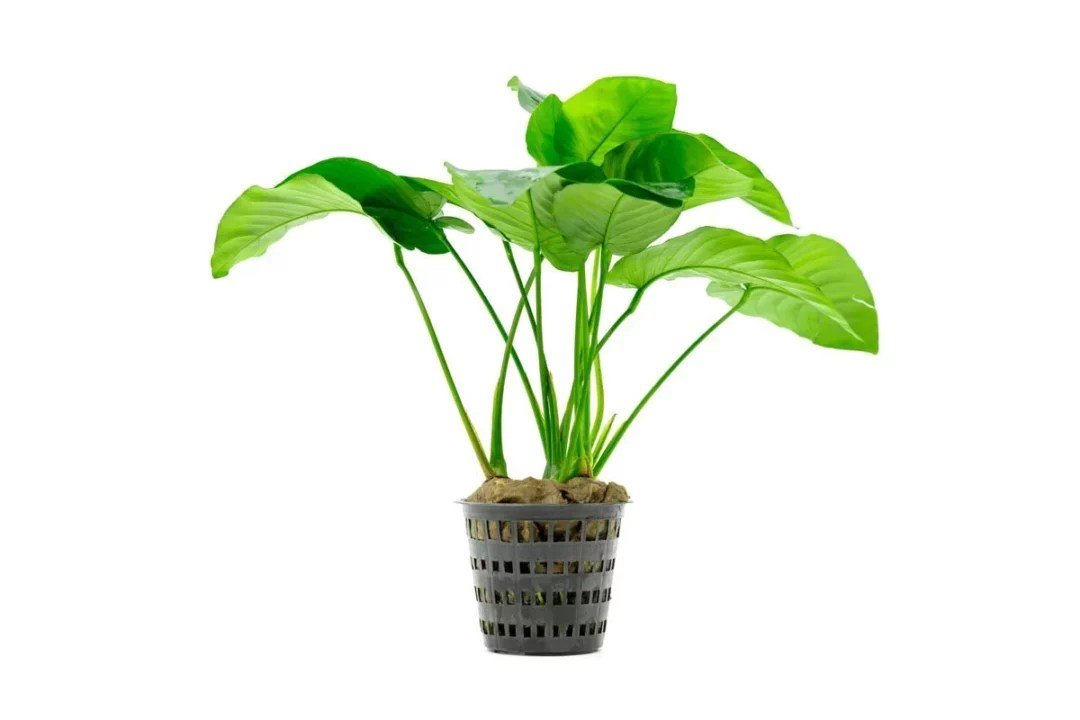 Anubias Barteri 'Broad leaf' - Potted - Planted Aquaria