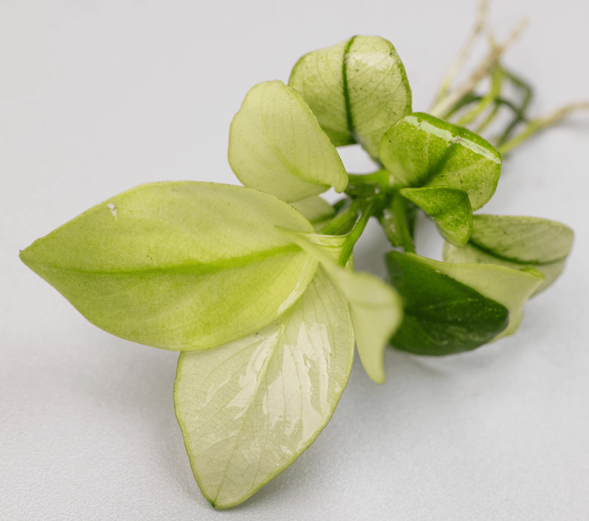 Anubias barteri 'Broad White' - Potted - Planted Aquaria
