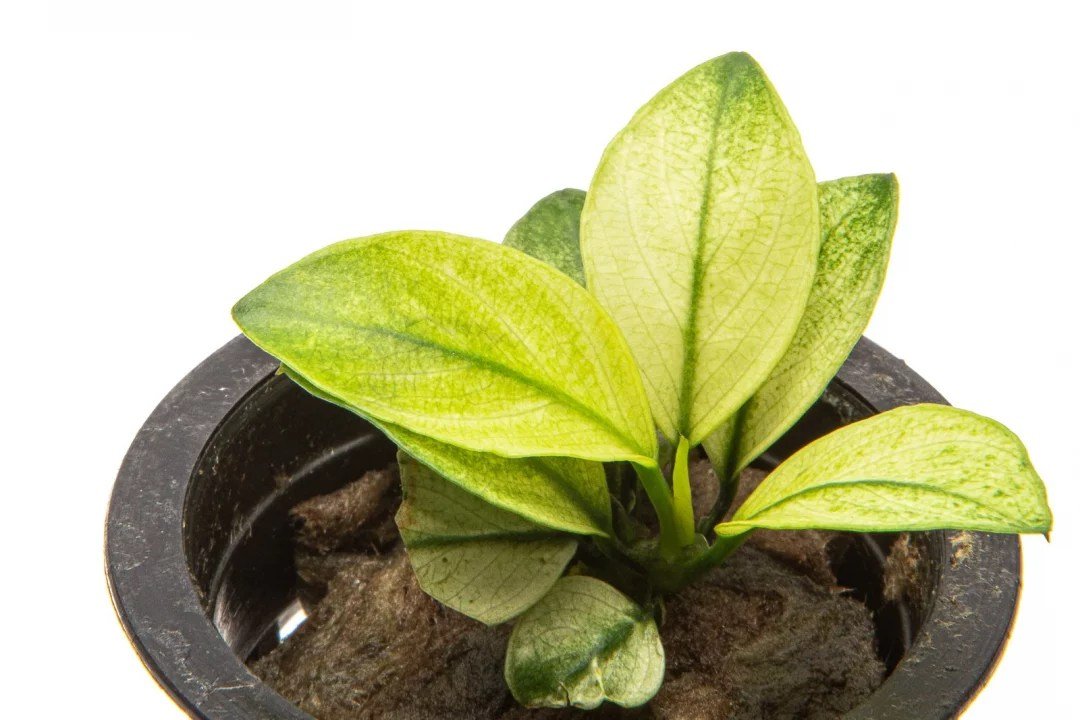 Anubias barteri 'Broad White' - Potted - Planted Aquaria