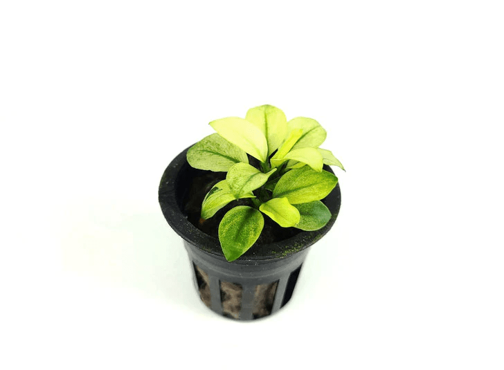 Anubias barteri 'Broad White' - Potted - Planted Aquaria
