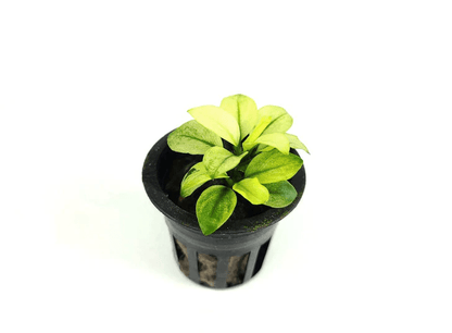 Anubias barteri 'Broad White' - Potted - Planted Aquaria