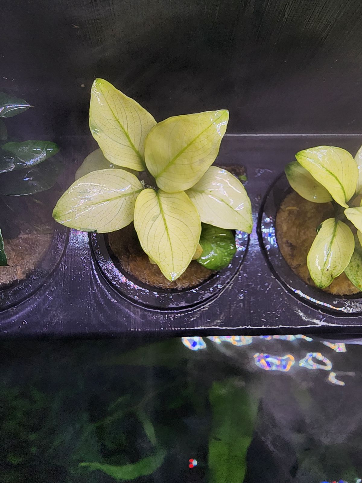 Anubias barteri 'Broad White' - Potted - Planted Aquaria