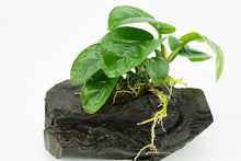 Anubias Barteri 'Butterfly' on Driftwood - Planted Aquaria