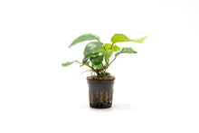 Anubias barteri 'butterfly' - Potted - Planted Aquaria