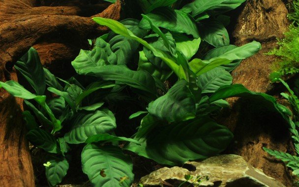 Anubias barteri 'Coffeifolia' - Potted - Planted Aquaria