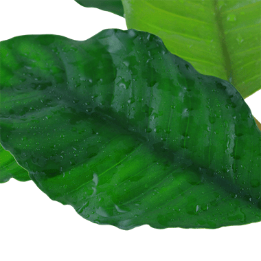 Anubias barteri 'Coffeifolia' - Potted - Planted Aquaria
