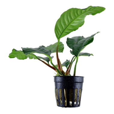 Anubias barteri 'Coffeifolia' - Potted - Planted Aquaria