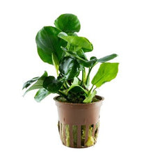 Anubias barteri ’Coin Leaf’ - Potted - Planted Aquaria