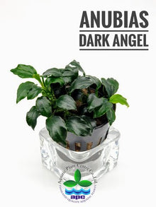 Anubias Barteri 'Dark Angel' - Potted - Planted Aquaria