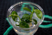 Anubias barteri gabon - Tissue Culture - Planted Aquaria