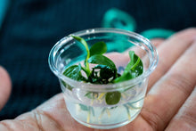 Anubias barteri gabon - Tissue Culture - Planted Aquaria