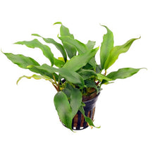Anubias Barteri 'Glabra / Minima' - Potted - Planted Aquaria