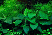 Anubias barteri nana - Tropica TC - Planted Aquaria