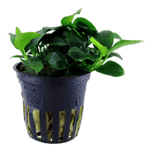 Anubias barteri 'Petite' Potted - Planted Aquaria