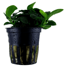 Anubias barteri 'Petite' Potted - Planted Aquaria