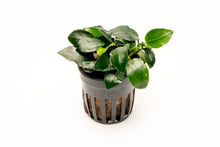 Anubias barteri petite round - Potted - Planted Aquaria