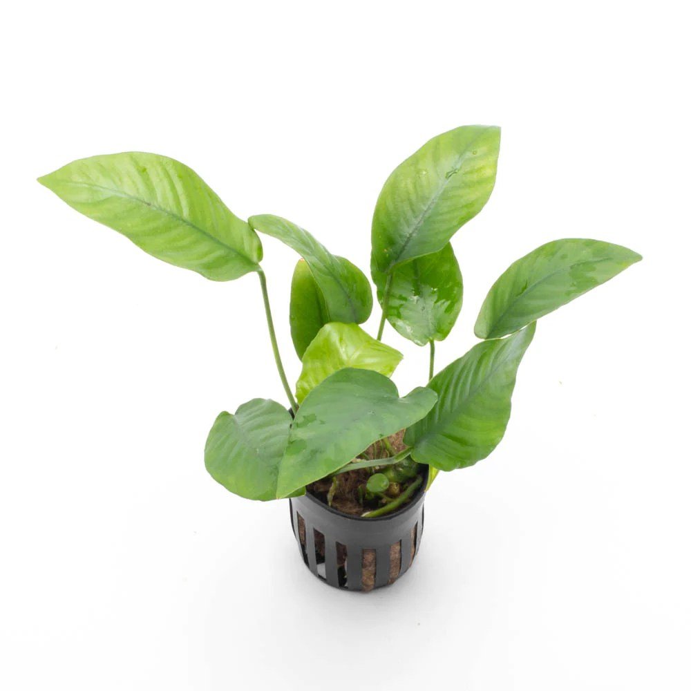 Anubias Barteri Striped - Potted - Planted Aquaria