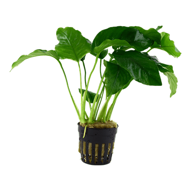 Anubias barteri var. barteri - Potted - Planted Aquaria