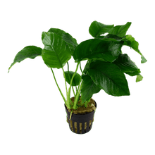 Anubias barteri var. barteri - Potted - Planted Aquaria
