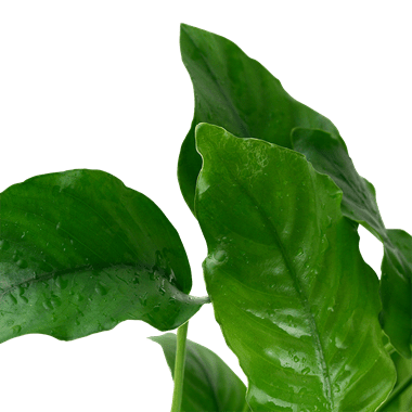 Anubias barteri var. barteri - Potted - Planted Aquaria