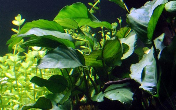 Anubias barteri var. barteri - Potted - Planted Aquaria
