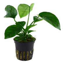 Anubias barteri var. caladiifolia - Potted - Planted Aquaria