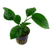 Anubias barteri var. caladiifolia - Potted - Planted Aquaria