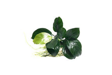 Anubias barteri var nana 'diamond' - Potted - Planted Aquaria