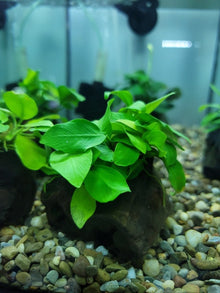 Anubias barteri var nana Golden on Driftwood (S) - Planted Aquaria
