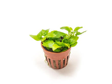 Anubias barteri var. nana 'Golden' - Potted - Planted Aquaria