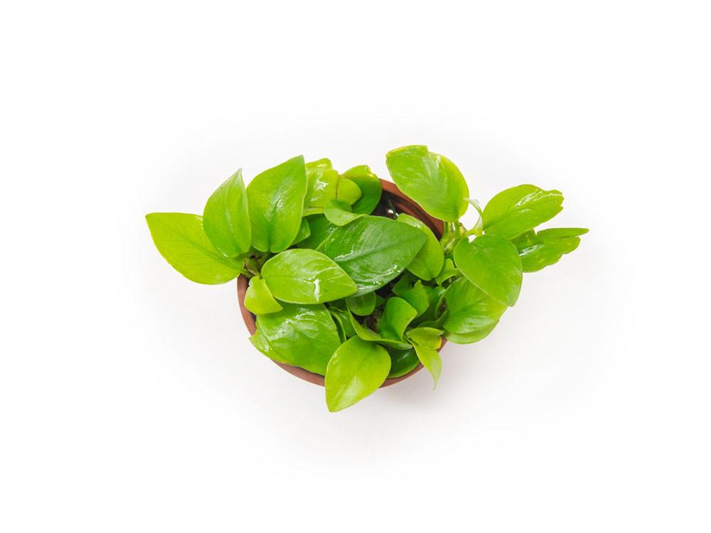 Anubias barteri var. nana 'Golden' - Potted - Planted Aquaria