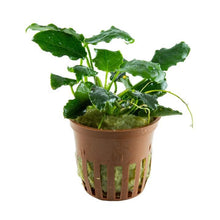 Anubias barteri var. nana ’Kirin’ - Potted - Planted Aquaria